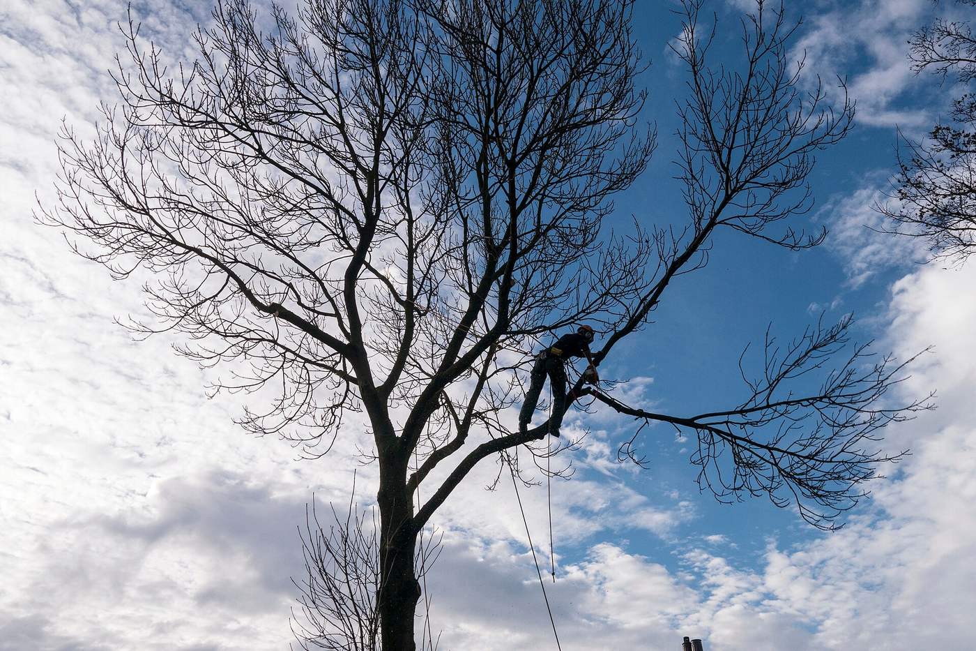 Tree service crew removing a tree safely